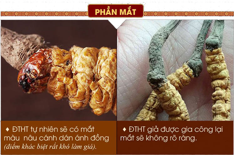 Kinh nghiệm phân biệt đông trùng hạ thảo thật giả