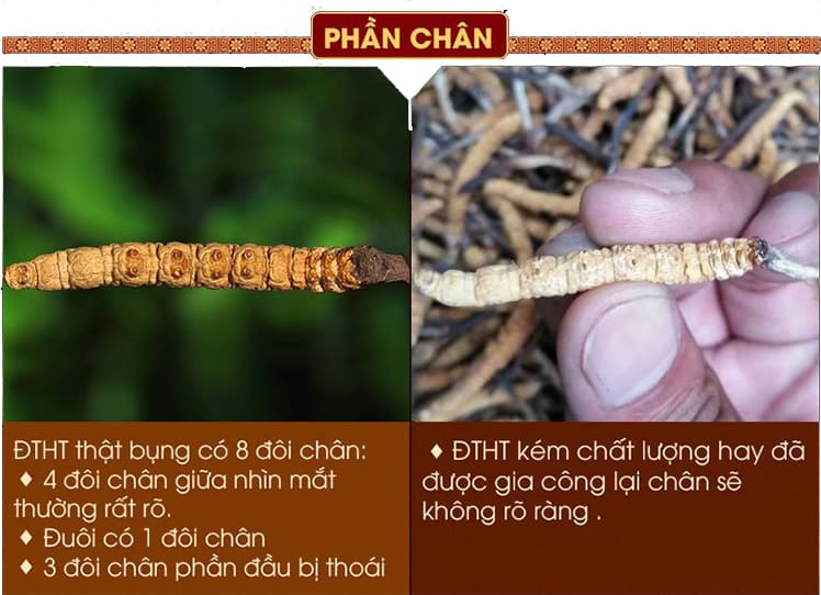 Kinh nghiệm phân biệt đông trùng hạ thảo thật giả