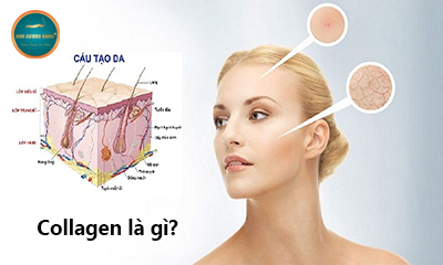 Collagen là gì?;; 3 tác dung của collagen