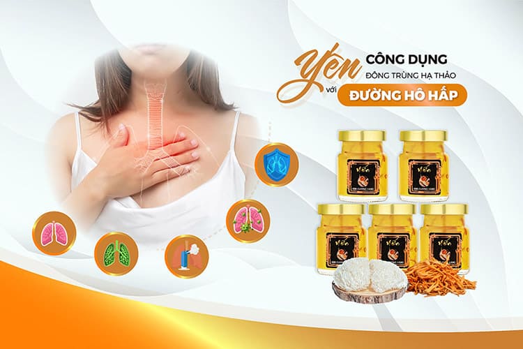 Tác dụng của yến đông trùng hạ thảo đối với hệ hô hấp