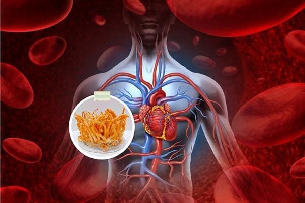 Vai trò của đông trùng hạ thảo đối với hệ tim mạch